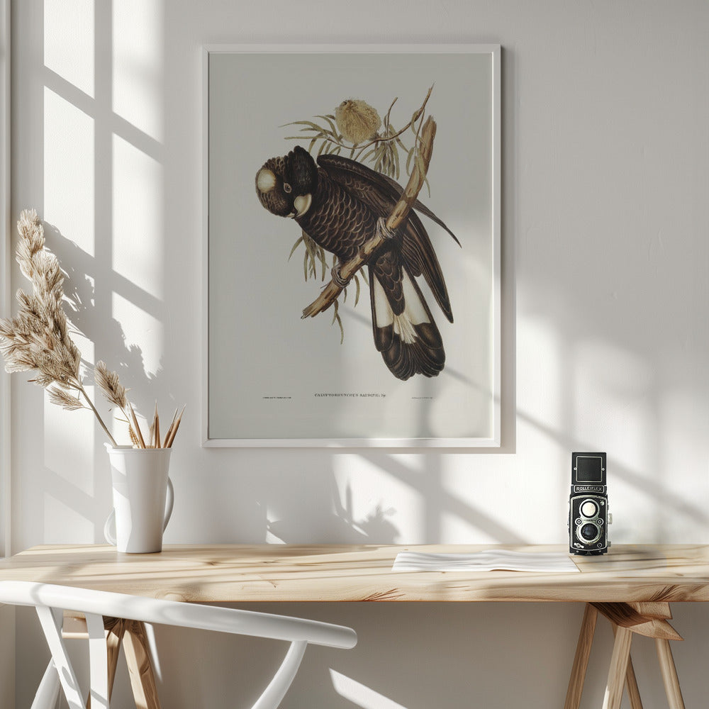 Baudin's Cockatoo Poster